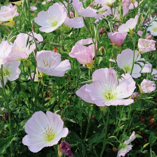 Semi di enotera, esotiche Oenothera biennis, di campo perenni resistenti semi di prato fiorito da balcone rare resistenti 200pcs