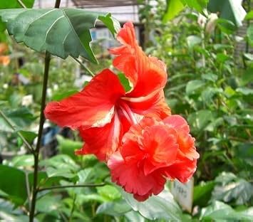 Amazon ハイビスカス 風鈴ヒビスカス レッドフラミンゴ 花