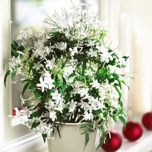 Jasmine on a Hoop Scented Houseplant Festive Indoor Plant Pure
