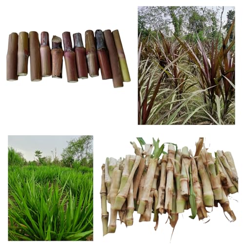 Australian Red Napier - 25 Sticks and Smart Napier - 25 Sticks | Fresh Hybrid Napiers | Combo Pack | Pack of Total 50 Fresh Hybrid Napiers