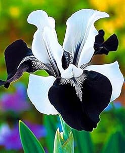 Mjkijbbo Schwarz-Weiß Iris 5 Zwiebeln