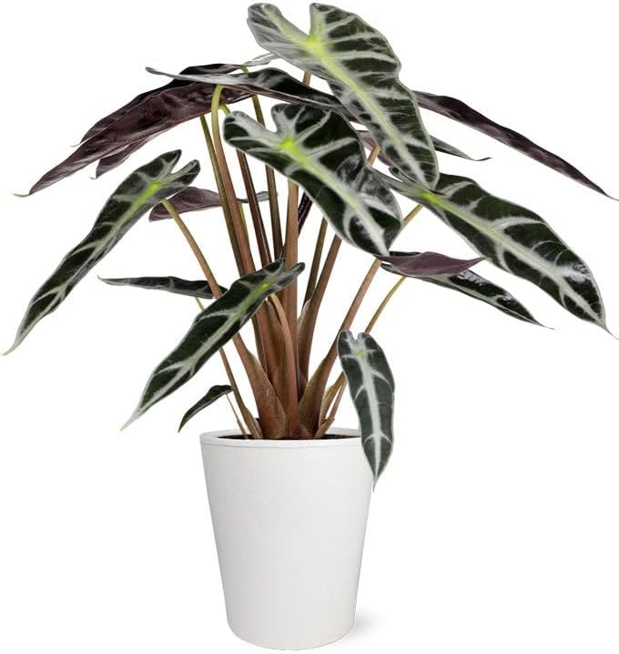From You Flowers - Elephant's Ear Potted Plant for Mother's Day, Birthday, Anniversary, Get Well or Celebration