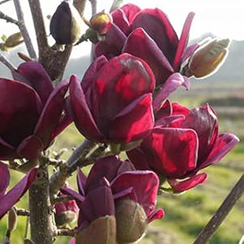 10pcs DIY Flower Seeds Gardening Kit, Outdoor Garden Ornamental Plants Perennial Flowers Outdoor Deep Purple Magnolia Seeds Cover