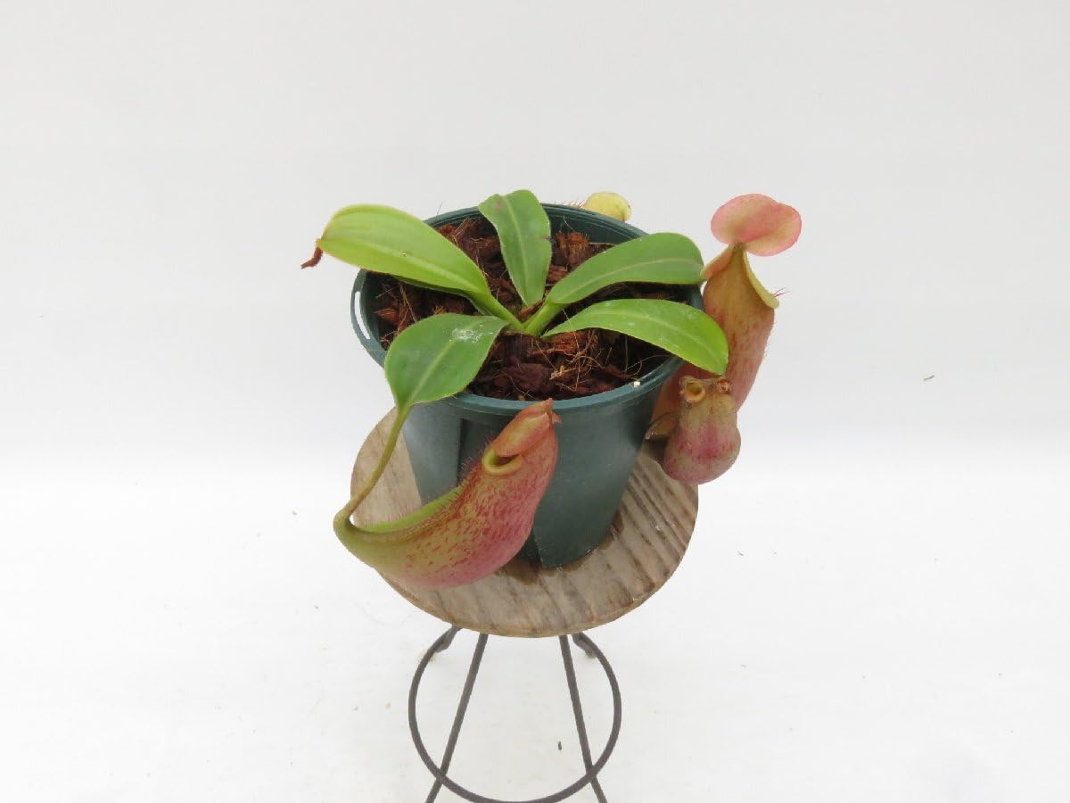 その他観葉植物 N.veitchii bareo(NE-32C)xN.mira(BE-3123) Amazon.co.jp: N.veitchii bareo (NE-32C) x mira (BE-3123) 2022-HIPS