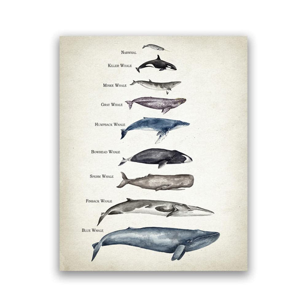 Whales Size Comparison Chart Print Whale Watercolor Painting Child Educational Poster Nursery Wall Art Pictures Kids Room Decor Unframed-50x75cm
