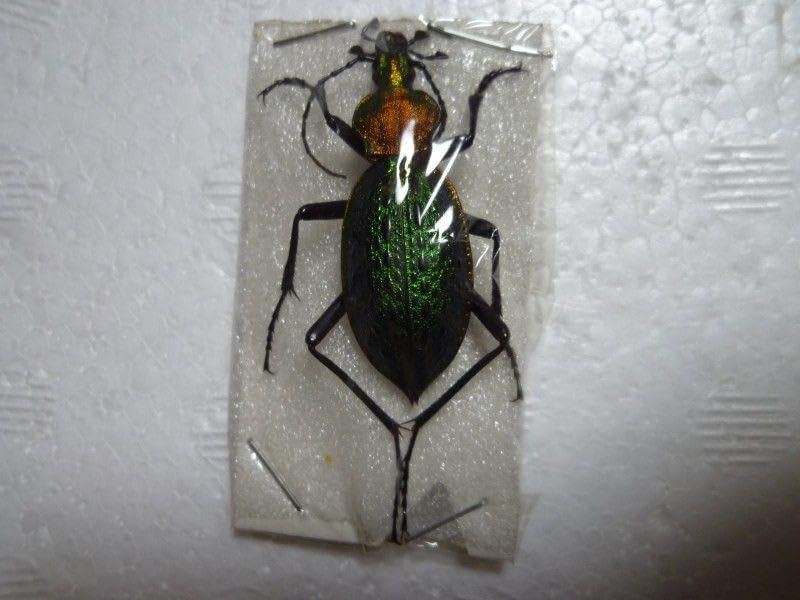 シナカブリモドキ福建省.武夷山産標本 <1215z昆虫標本> 2022.5.26.新