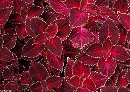 Coleus Seeds - Velvet Red,Very Showy,Easy to Grow,Shade Loving Plant!(30 Seeds)