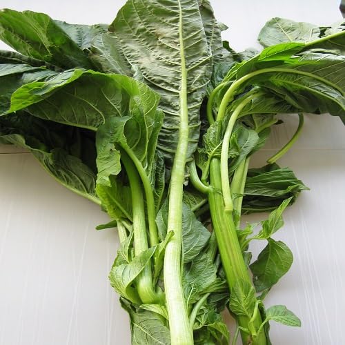 100pcs Fresh Callaloo Vegetable Seeds