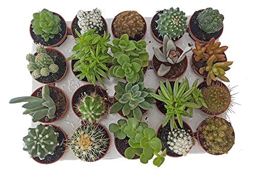 Cactus y Planta suculenta y planta crasa (15 unidades) (maceta 5,5 cm ø)