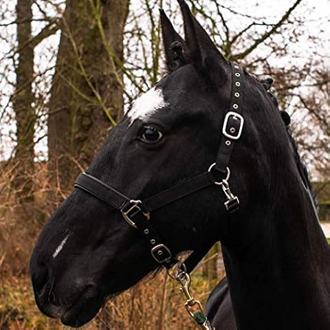 Pferdelinis Halfter für Warmblut, Vollblut Cover