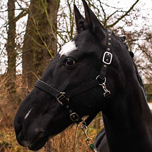 Pferdelinis Halfter für Warmblut, Vollblut, Kaltblut, Pony – Stallhalfter, Weidehalfter, 2-Fach verstellbare Dornschnallen, sicher & reißfest (Schwarz, Vollblut (Cob))