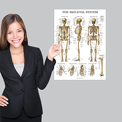 image for Palace Learning 4 Pack - Anatomical Poster Set - Laminated - Muscular,