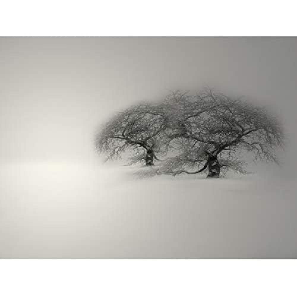 Wee Blue Coo Mp Composition Winter Scene Trees Snow Cold Frozen Frost Art Large Art Print Poster Wall Decor 18x24 inch