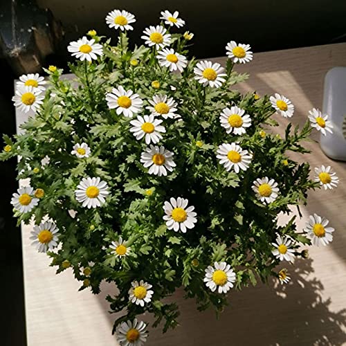 Flores prensadas margarita blanca secas naturales 100 piezas miniatura 5