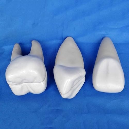 Miniatura 3 de HEYBEC Medical Models, Tooth Model Dental Implant Teeth Anatomy Model Study Teach Standard Model Human Anatomical Model