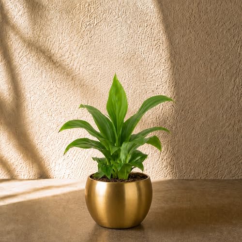 FNP Live Peace Lily Plant in Gold Hammered Pot | Air-Purifying Fl...