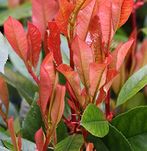 glanzmispel platzbedarf Glanzmispel 'Red Robin' kaufen – rote Hecke main image 0