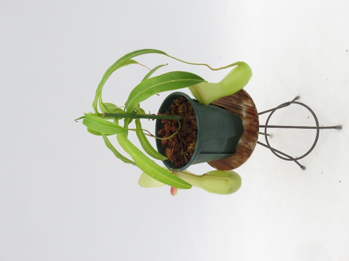 Amazon.co.jp: N.ventricosa 在来系 No.1 3.5号現品限りネペンテス 食