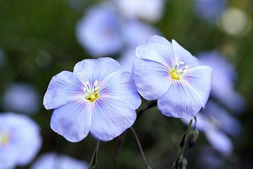 Miniatura 2 de Semillas de flores de lino azul (Linum perenne) – Más de 250 semillas de reliquia sin OMG de Isla's Garden Seeds, delicadas flores azul cielo,