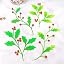 2pc Holly Leaves Metal Die Cut