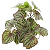 FIXOSHEE Plantes Artificielles Vert et Matériau Sûr Décor Réaliste en Résine et Plastique pour Terrarium à Reptiles pour Aquarium et Cachette Tortue ou Caméléon