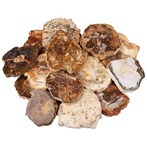 mookaitedecor Natural Petrified Wood Slice Healing Crystal Irregular Small Rough Stone Coaster, Reiki Gemstone Specimen Fossilized Wood Stone Slab Mineral Home Decoration(135-250g), Length 70-120mm - Image 4