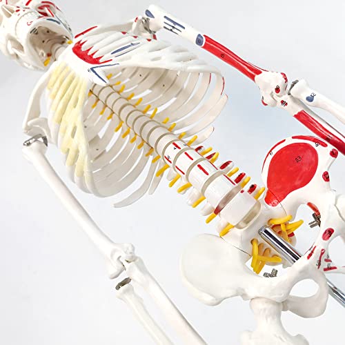 Image of Half Life Size Painted and Numbered Human Skeleton Model, 35 inch Anatomical Replica with Muscle Insertion and Origin Points, Removable Skull Cap & Jaw, Durable Stand for Display and Study