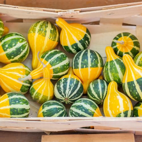 2 Gourd Plants Live, Yellow Green Gourd Plant, 3-5 Inch for Vegetable