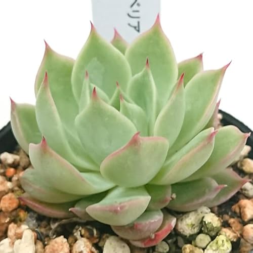 Vg GPxA Jbgc A  񂹐A A ₵ c Jbgc ϗtA  t}