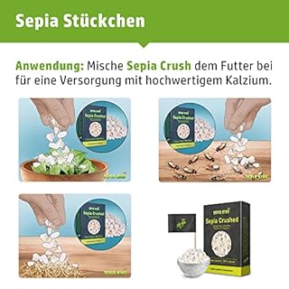 Sepia King - Frattura seppia in qualità premium - Calcio per tartarughe, barbagame, gechi, rettili - Calce per mangime, accessori per terrario calce - Nessun residuo o spreco