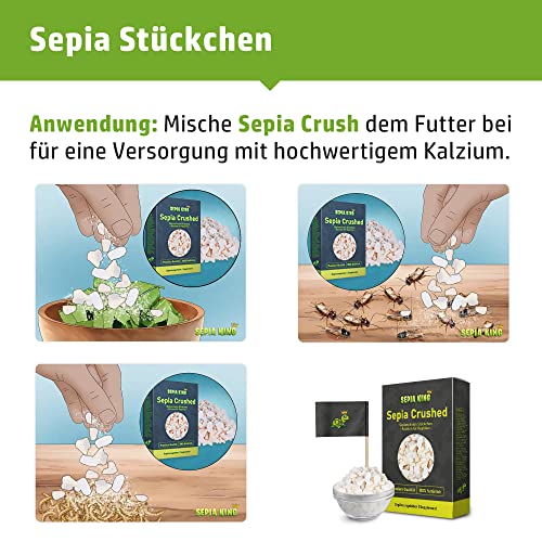 Sepia King - Sepiaschalen Bruch in Premium Qualität - Kalzium für Schildkröten, Bartagame, Geckos, Reptilien - Futterkalk, Kalk Terrarium Zubehör - Keine Reste oder Abfall