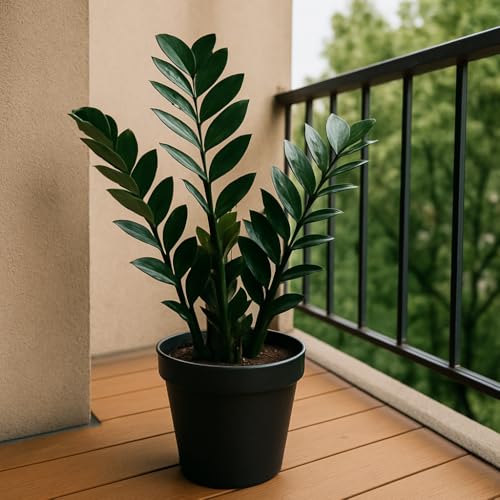 ZZ Plant, Live Indoor Air Purifying Plant with Black Premium Pot, Low Light and Drought Tolerant