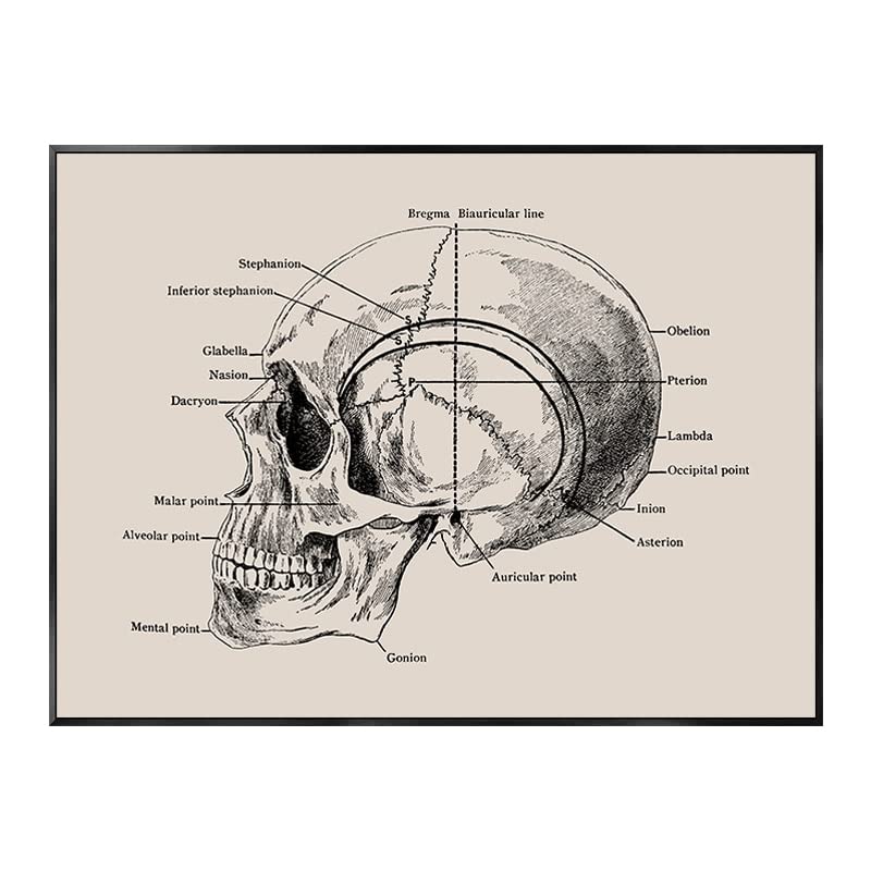 Akatsukiqi 1pc Vintage Humain Anatomie illustres Clinique médicale Image Squelette Orgue Muscle Toile Peinture Affiches imprimés décor de Chambre (Couleur : 0212A17, Size (inch) : 60X80CM No Frame)