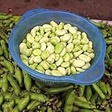 Semillas de habas variedades antiguas balcón interior jardín exóticas 5pcs