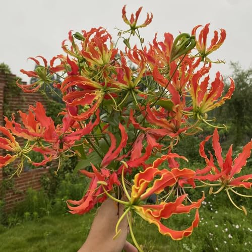 9zwiebeln flammenlilien - blumenstrauß deko für sonnige plätze, gartenblumen exotische geschenke