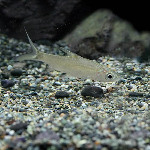 Amazon | (熱帯魚)シルバーシャーク （約5cm）＜3匹＞[生体] | 観賞魚
