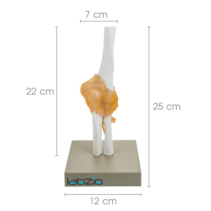 Buy Labzio Human Elbow Joint Model With Flexible Ligaments