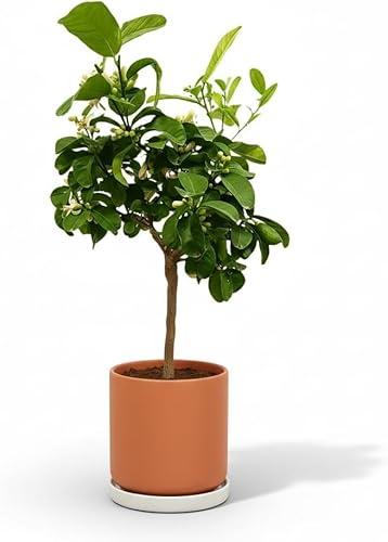 Garden Center Shop | Limón Medica M21 90 cm | Árbol Cítrico de Fruto Aromático | Ideal para Jardines y Huertos | Frutal Premium Resistente