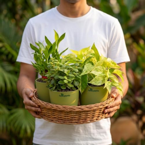 Image of Marble Money Plant, Lucky Bamboo, Jade Plant & Golden Money Plant Live Indoor 4-Plant Combo in 4-Inch Self-Watering Matte Green Pots | Vastu Prosperity, Feng Shui Lucky Plants for Wealth