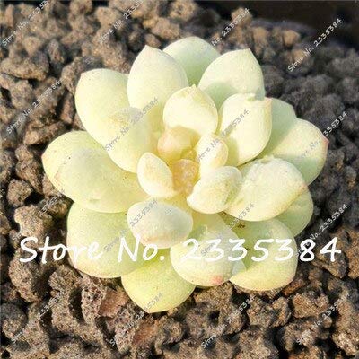 Seltene Sukkulentensamen, gemischte Farben, einfach zu züchten, Topfblumensamen für Haus und Garten, 200 Stück