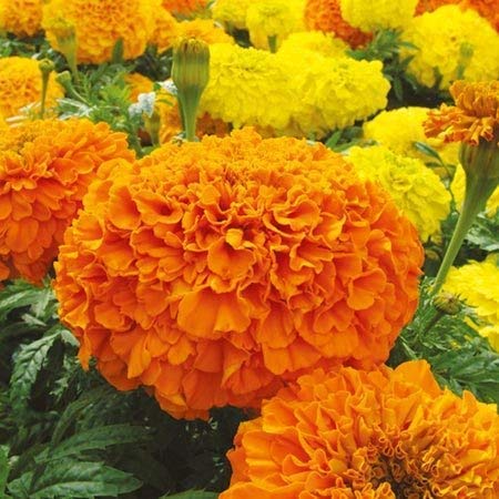 Golden Hills Farm® (AVG 100-1000) seeds Marigold Hybrid, Dwarf Plant Big Flower Seeds (B093QFK2X9) Amazon Price History, Amazon Price Tracker