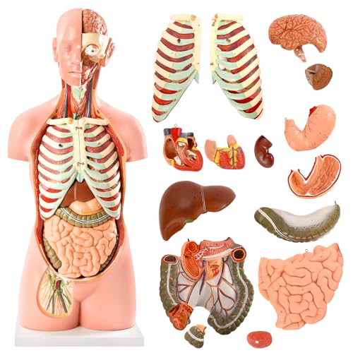 Image of NEW HORIZON 18-Part Premium Unisex Human Torso Model | Detailed Life-Size Human Body Model has 18 Removable Human Organs | Includes Detailed Product Manual,for Medical Student, Lab & Classroom Use