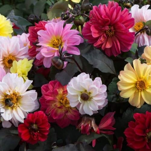 Plant World Seeds - Dahlia 'Diablo Mix' Seeds (Annual/Perennial Flower Seeds)