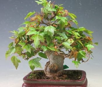 Amazon | 小品盆栽 楓（カエデ）【現品】（733816） | ヴェールモア