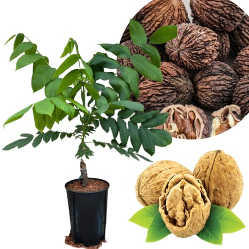 Black Walnut Tree Live Plant 1 Year Old Well-Rooted in 4" Pot, 6-12" Tall, White Walnut Butternut Like, Walnuts Trees for Spring Planting, Cold Hardy, Dormant