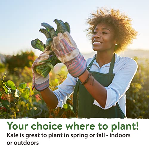 Kale Seeds For Planting Outdoors Or Hydroponics - Heirloom Leafy Greens Seeds 4 Variety Pack: Non-Gmo Lacinato (Tuscan/Dino Kale), Blue Scotch, Dwarf Siberian, Red Russian Kale - Salad Mix Seeds #TOP7