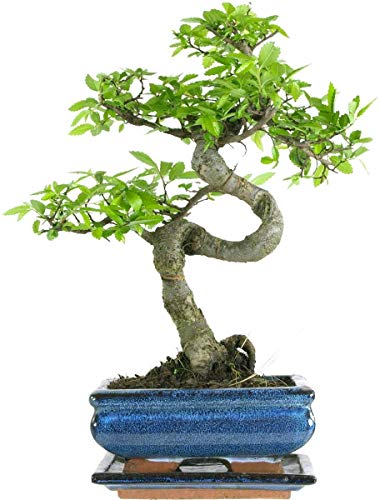 The Bonsai Plants - Real Live Chinese Elm Bonsai Indoor/Outdoor Tree S Trunk - 15 cm Ceramic Pot - Home Office Decor Gift