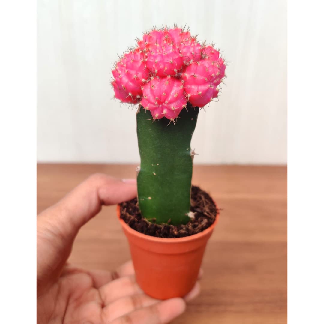 Moon Cactus Plants - 4 Colorful Air Purifiers -10 Moon Cactus Plants - 4 Colorful Air Purifiers -10