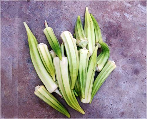 White Velvet Okra (Lady Finger/Bhendi) Heirloom Seeds (Pack of 20 Seeds) - GardenHunt (B08D9H7LZN) Amazon Price History, Amazon Price Tracker