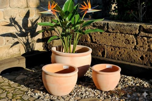 GartenGees Pflanzkübel Pflanzgefäß Blumentopf helles Terracotta frostfest!3 Größen wählbar (20 cm Ø)